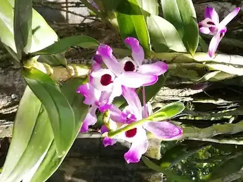 Flores y algo más