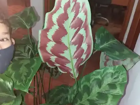 Plantas caseras de la zona