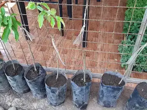 Plantas Lys