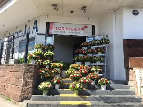 The Flower Shop by Deco Diez
