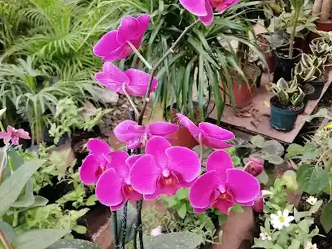 Vivero Turrialba